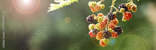 Wallpaper Mural Ripening blackberries on branch against blurred background, closeup. Banner design with space for text Torontodigital.ca