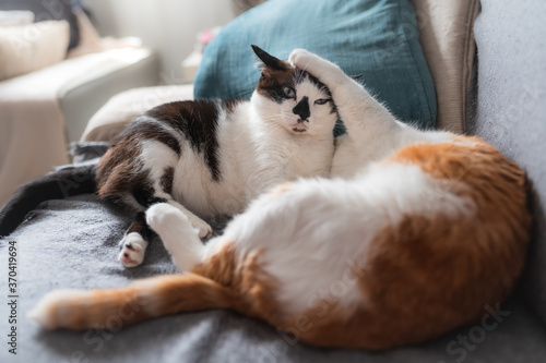 Dos gatos domesticos juegan en un sofa antes de dormir