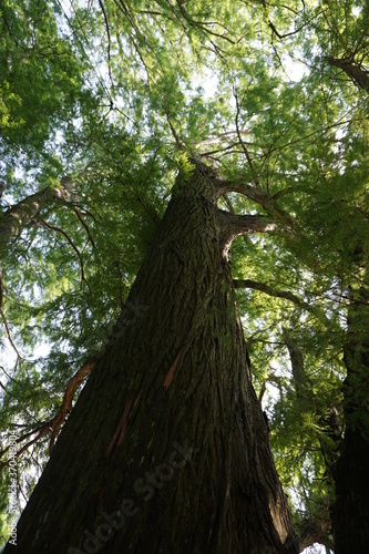 Green Trees