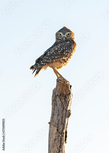 Burrowing Owl on tree limb perch