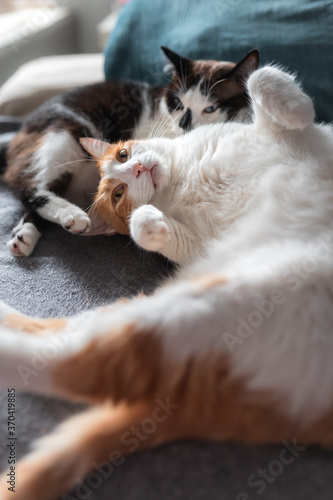 Composicion vertical. Dos gatos domesticos juegan juntos sobre un sofa