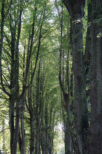 Tall Trees