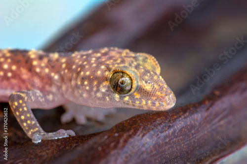 Closeup  Beautiful gecko in the garden