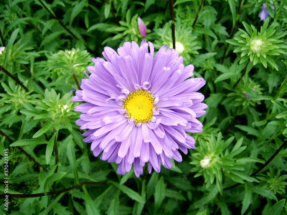 Obraz premium pink dahlia flower