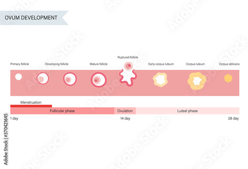 Reproductive system concept