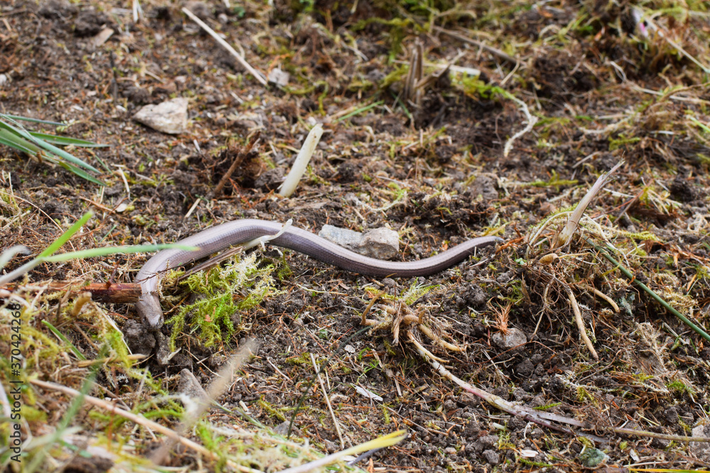 Anguis fragilis in its natural habitat. Snakes and lizards of Norway.