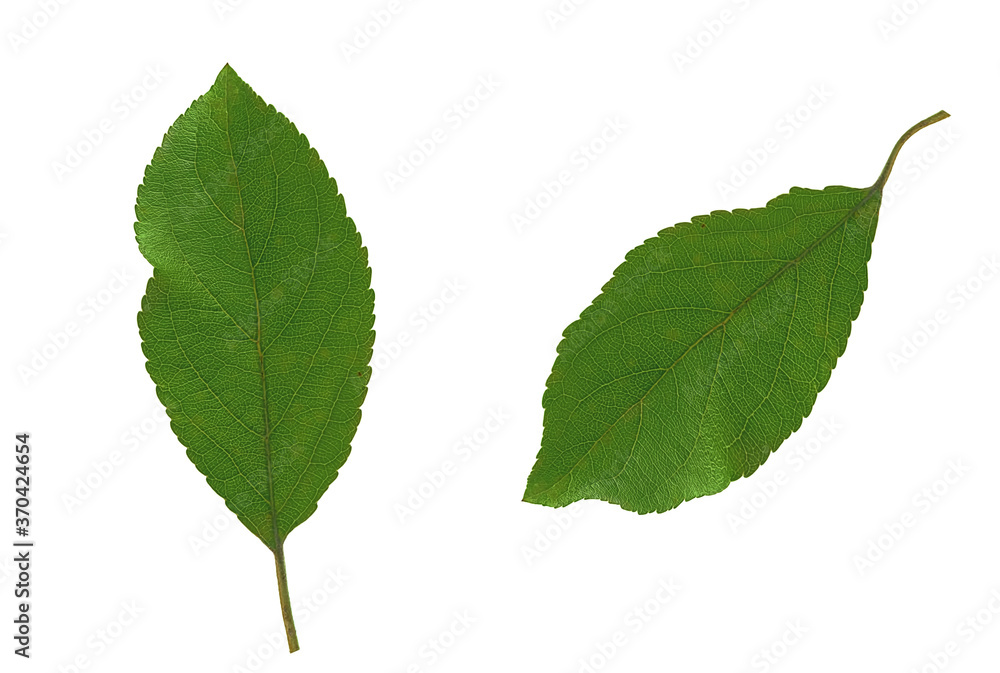 Fototapeta premium leaves of the tree - apple on a white background