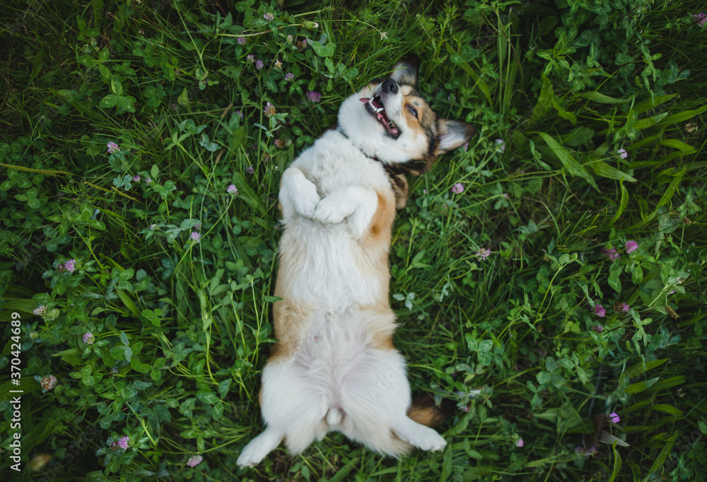 happy and funny, smiling welsh corgi pembroke dog laying down on a ...