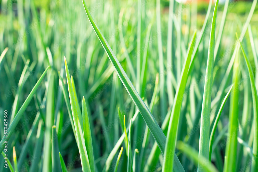 close-up of background from green onions. close-up of background from green onions.