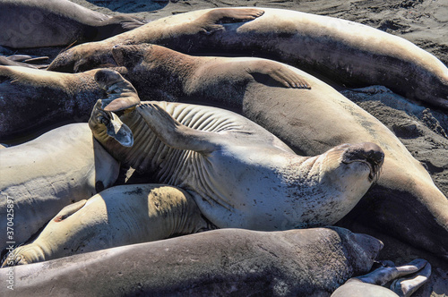 A juvenile northern elephant seal stretches to scratch its backside. San Simeon, California.
