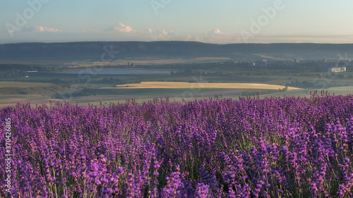 Lavender field, beautiful panorama. Magnificent summer landscape with a lavender field. Natural cosmetics, aromatherapy, the concept of agriculture.