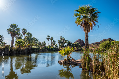 Palm trees on a pond in Papago Park in Phoenix, Arizona.