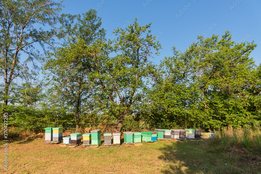 Bee hives surrounded by trees on a sunny day. Row of wooden beehives for bees Bee hives surrounded by trees on a sunny day. Row of wooden beehives for bees