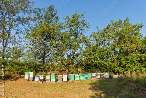 Bee hives surrounded by trees on a sunny day. Row of wooden beehives for bees  © nedomacki