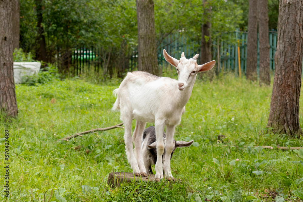Fototapeta premium A beautiful white goat stands on a stump, grass in the yard in summer.