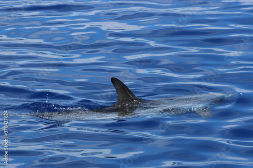 Dorsal fin of atlantic spotted dolphin, Stenella frontalis