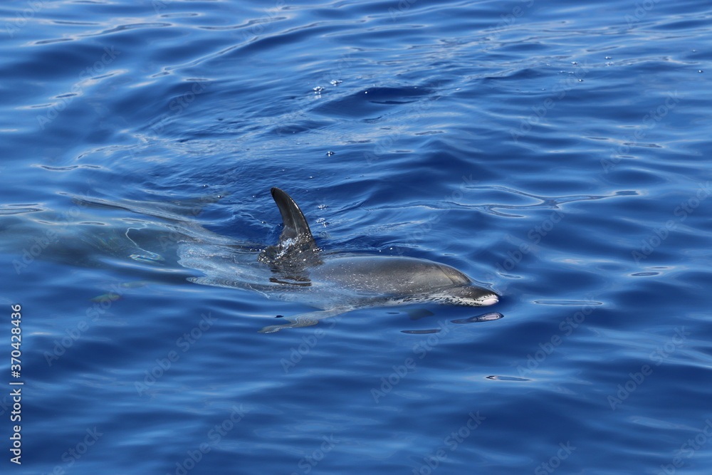 Naklejka premium Atlantic spotted dolphin, Stenella frontalis