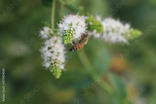 Mint flower_4452