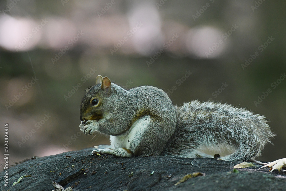 Obraz premium Grey Squirrel eating while sitting on a rock 