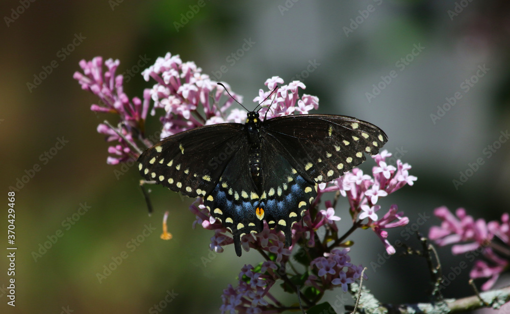Naklejka premium A female Eastern Black Swallowtail (Papilio polyxenes), feeding in Waterloo, Ontario, Canada.