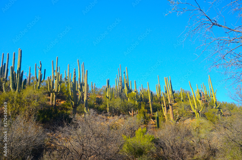 Saguaro Cacti in the Arizona Desert sun