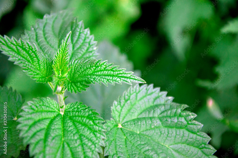 Stinging nettles or urtica medical herb close up, colorful and vivid plant, natural texture or background. Natural texture or background. Stinging nettles or urtica medical herb close up, colorful and vivid plant, natural texture or background. Natural texture or background.