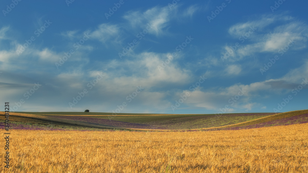 A field of lavender, and a field of lavender, and a beautiful blue sky with clouds. A magnificent summer landscape with a copy of the space. The image is perfect for decor, Wallpaper, and posters.