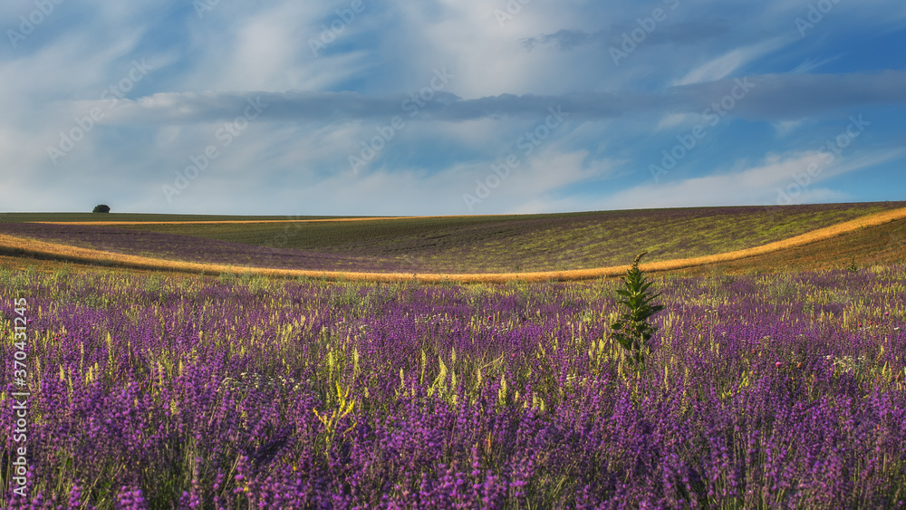 Naklejka premium A field of lavender, and a field of lavender, and a beautiful blue sky with clouds. A magnificent summer landscape with a copy of the space. The image is perfect for decor, Wallpaper, and posters.