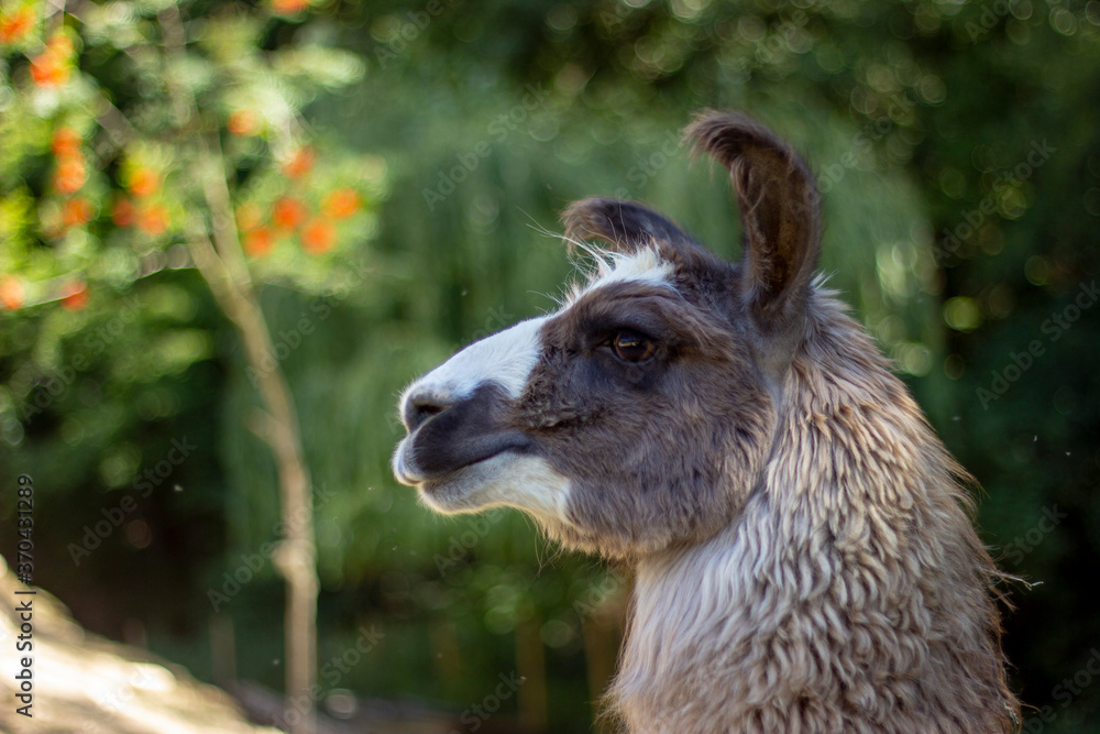 Fototapeta premium Multi-colored Llama of white, black, brown in a forest looking towards the left with no people in a larger background.