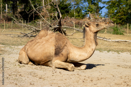 Cute Baby Camel sitting in the sand in Germany looking towards the right.