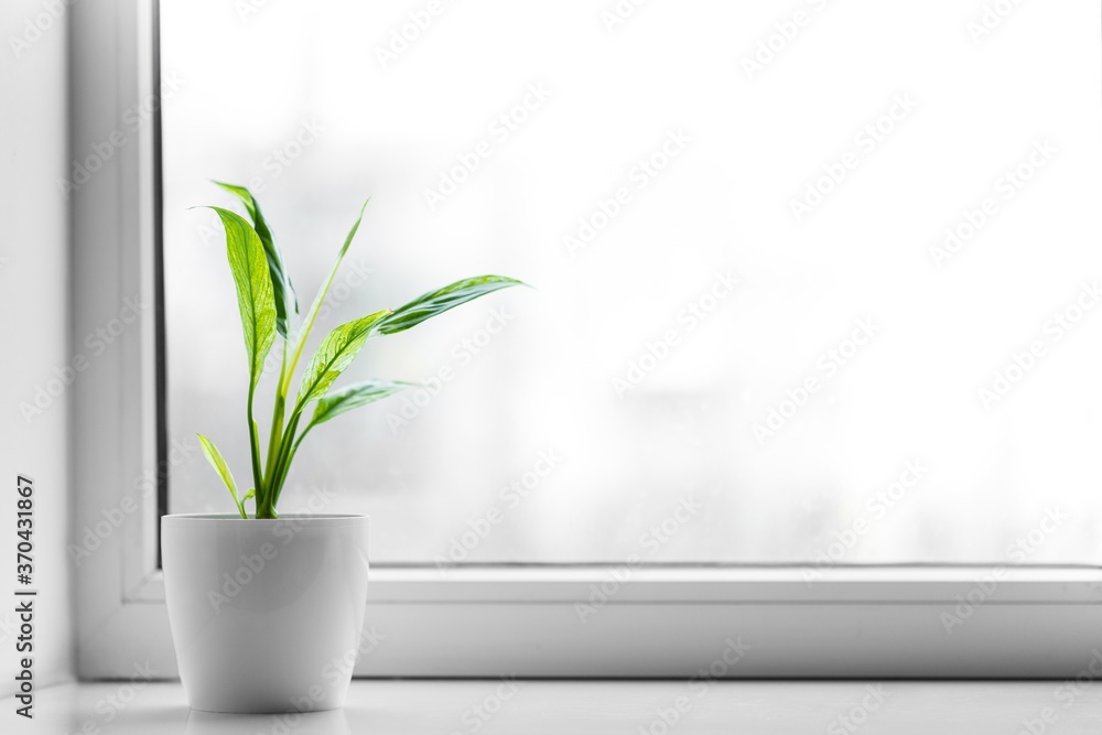 Window. Window.