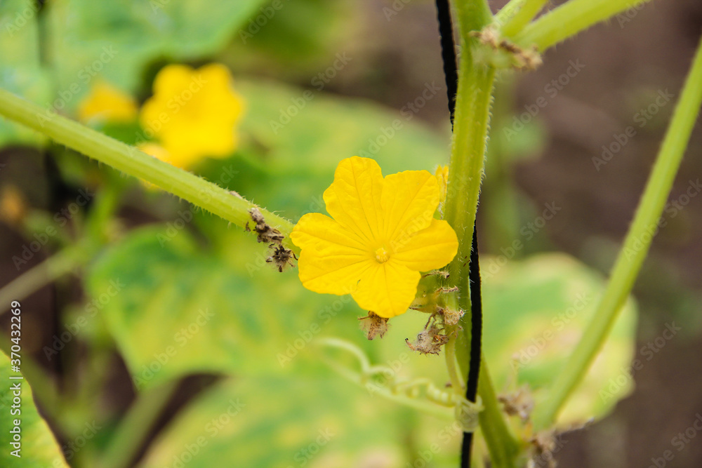 cucumber flower cucumber flower