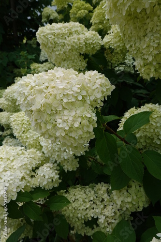 Dazzling French hydrangea (Hydrangea macrophylla) in full bloom in garden photo