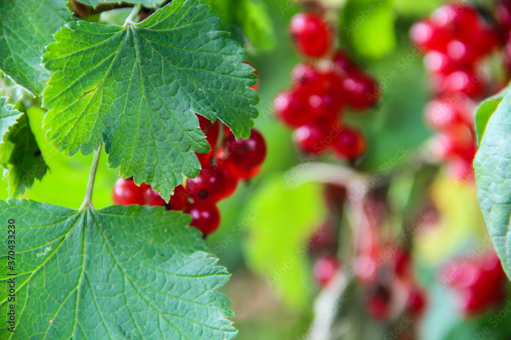 red currant berries red currant berries