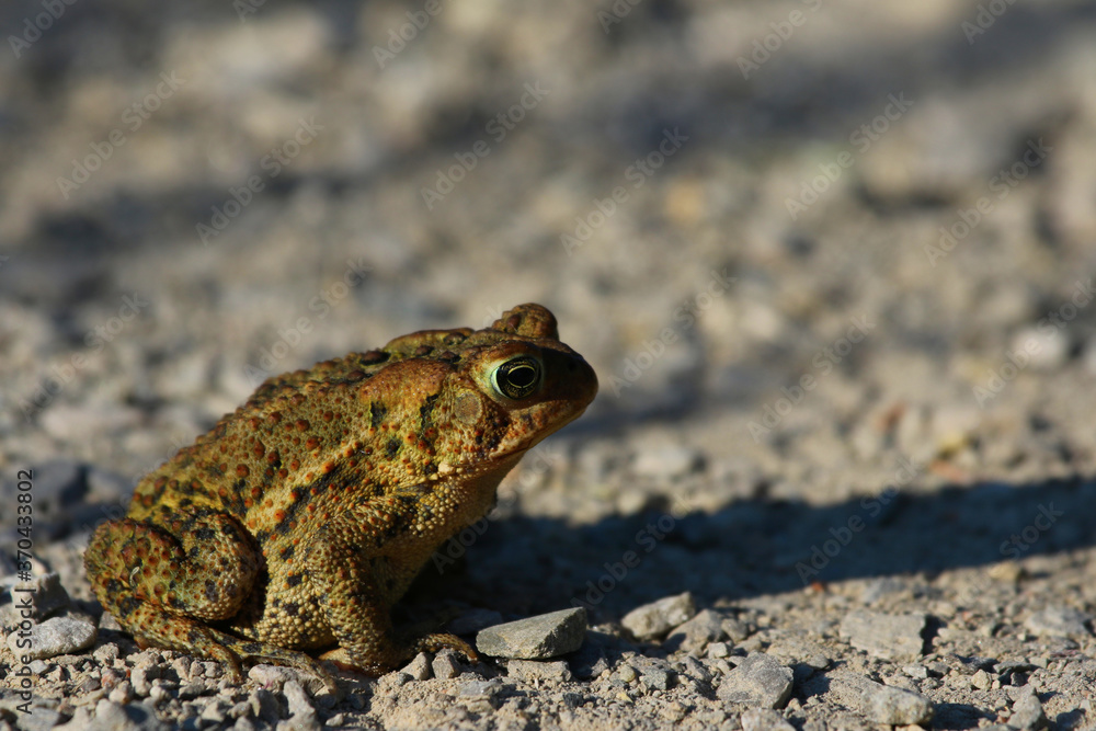 Obraz premium An Eastern American toad (Anaxyrus americanus) sitting on some gravel. Shot in Kitchener, Ontario, Canada.