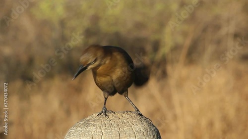 Wallpaper Mural Blackbird sitting on a pole Torontodigital.ca