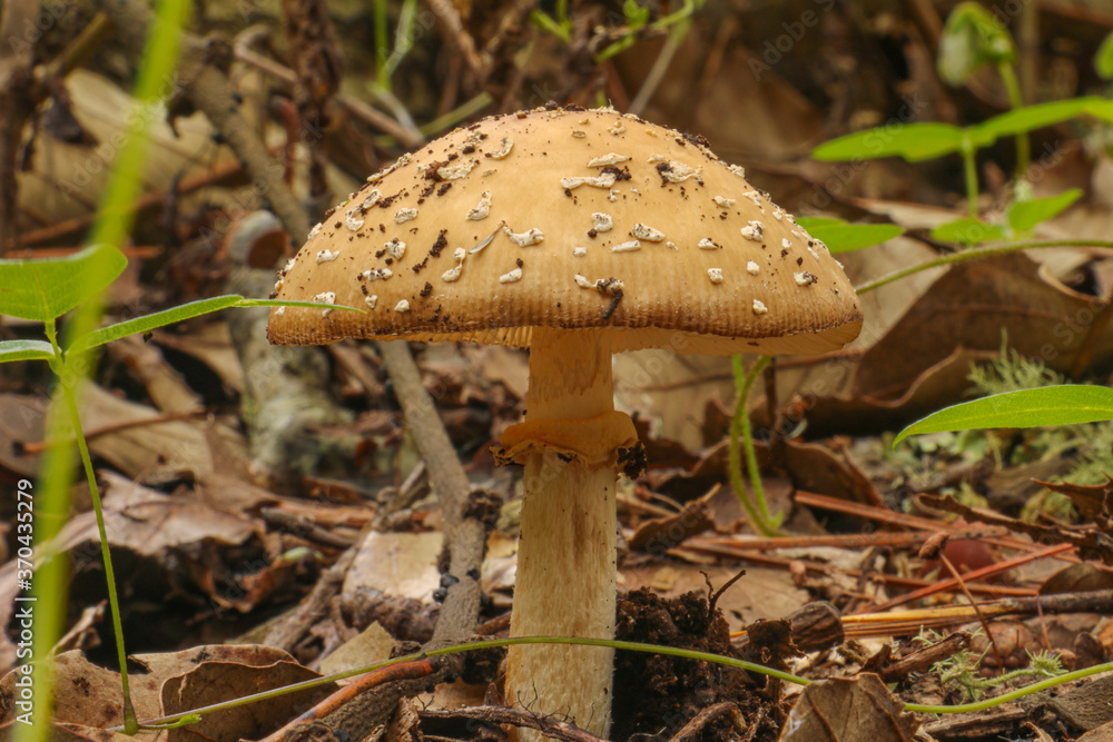 Native mushrooms in the forest in Mexico during the rain season Native mushrooms in the forest in Mexico during the rain season