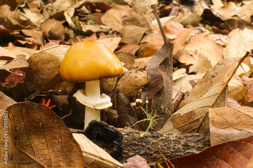 Native mushrooms in the forest in Mexico during the rain season