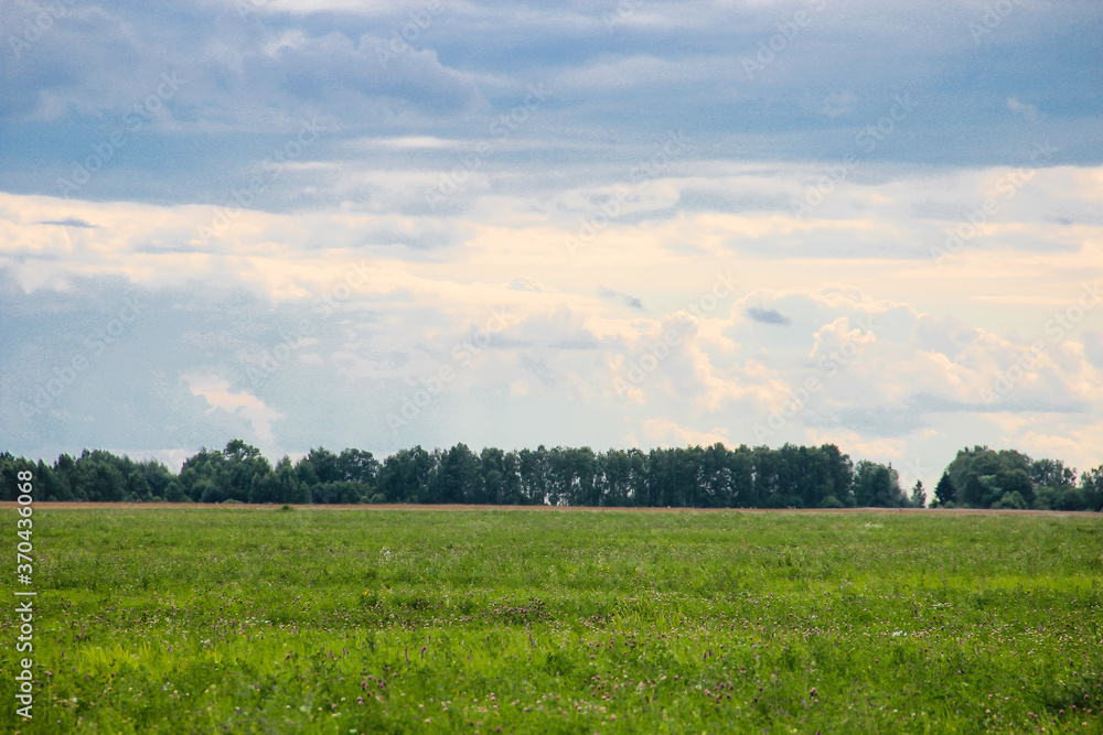 Fototapeta premium green field and blue sky