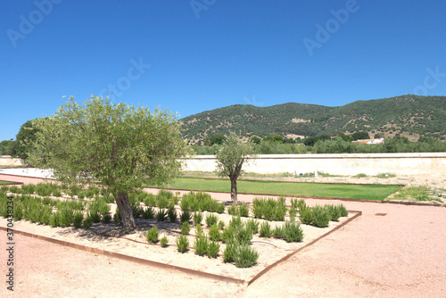 Beautiful garden with a typical hundred-year-old olive tree in the dry desert with beautiful mountains in background and a blue sky, in Montero, Andalusia, Southern Spain.