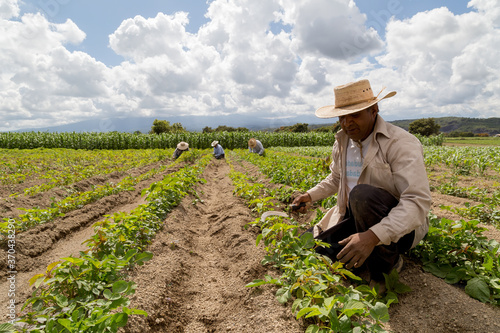 portrait of a Mexican farmer cultivating amaranth photo