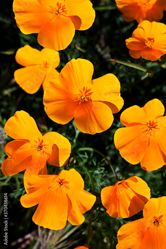 Desert Poppies at Brown's Ranch Conservation Park in Scottsdale, Arizona.  photo