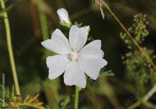 White Musk Mallow (Malva moschata f. alba) flower, shot in Cambridge, Ontario, Canada. photo