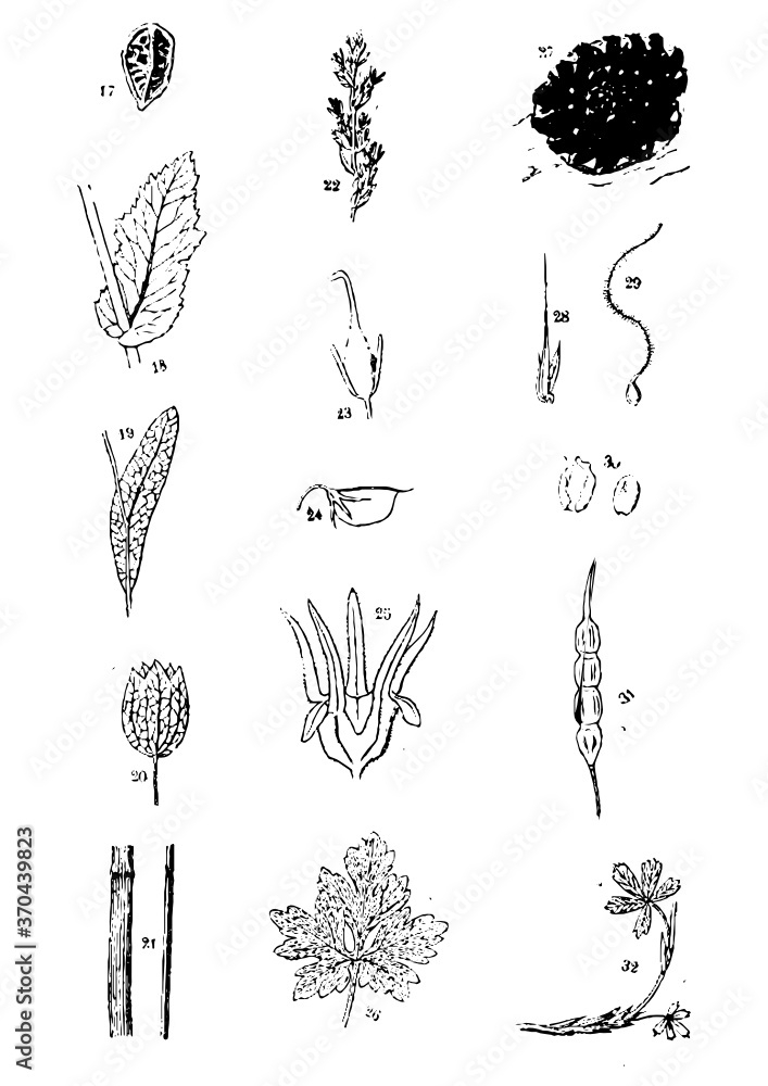 Obraz premium Galícia's Flowers set of hand drawn flowers vector illustration