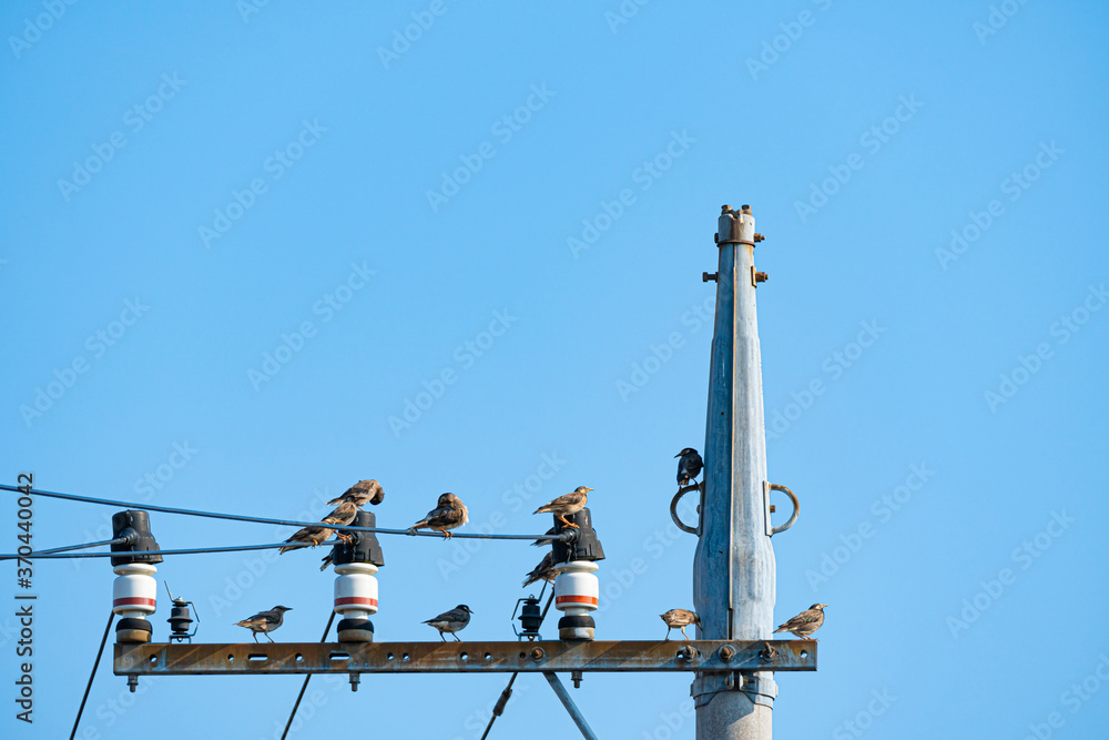 【街中の身近な鳥】電柱に群れる小鳥
