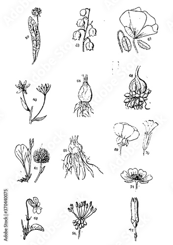 Galícia's Flowers set of hand drawn flowers vector illustration