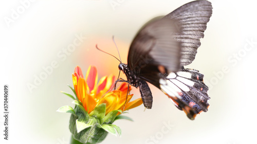 black butterfly flying over a colorful flower looking for pollen, this elegant and fragile insect from the Lepidoptera family has fast wings like a humming-bird, white background, garden Thailand