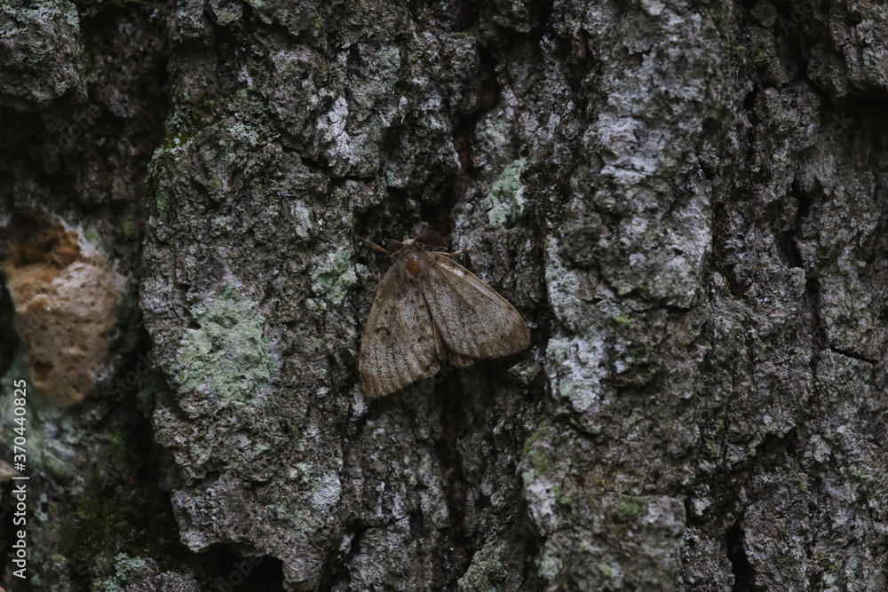 A male Gypsy Moth (Lymantria dispar dispar), shot in Turkey Point Provincial Park, Ontario, Canada. A male Gypsy Moth (Lymantria dispar dispar), shot in Turkey Point Provincial Park, Ontario, Canada.