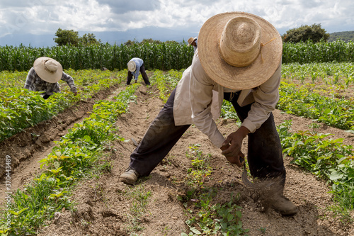 Stampa su tela hispanic farmers manual amaranthus planting in a Mexico's farming field