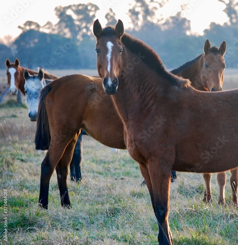 Caballos Curiosos